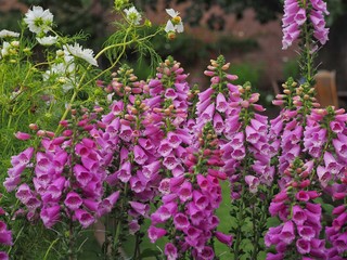Foxgloves in a garden