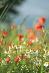 Poppy Wildflower Fields