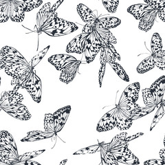 Butterfly seamless pattern