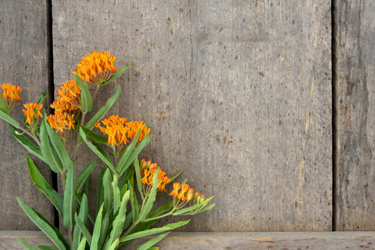 Horizontal image of orange butterfly weed (Asclepias tuberosa) against a weathered wood background, with copy space