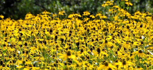 Obraz premium Many flowers of Rudbeckia hirta