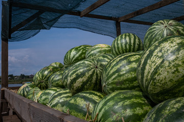 Harvest of ripe watermelons in the dry grass.