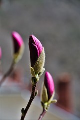 a bud of magnolia flower