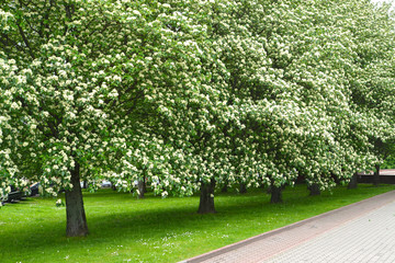 Fototapeta na wymiar The avenue of the blossoming trees of a mountain ash Scandinavian (Sorbus intermedia (Ehrh.) Pers.) Spring