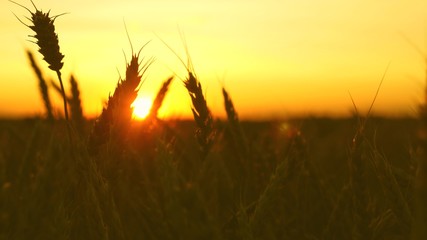 ripe wheat field in the golden rays of sunrise. beautiful ears with ripe grain sway in the wind. close-up. mature cereal harvest. The concept of agriculture.