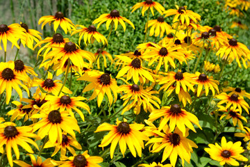 The blossoming coneflower hairy (Rudbeckia hirta L.). Background