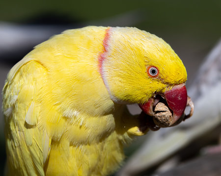 Indian Ringneck Parakeet Feeding on a Monkey Nut