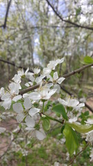 blooming apple tree in spring