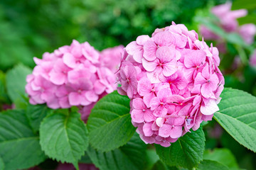 Flowers pink hydrangea. Branches of blossoming pink hydrangea. Flower background.