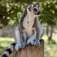 Lemur from the island of Madagascar