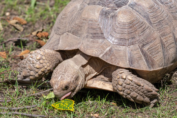 Obraz premium Very Large Galapagos Tortoise Eating Leaves
