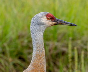 Sandhill Crane