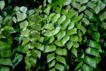 Fototapeta premium Giant Maidenhair or Diamond Maidenhair Fern, Adiantum trapeziforme
