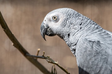 African Grey Parrot Psittacus erithacus