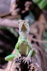 Physignathus cocincinus , chinese dragon water