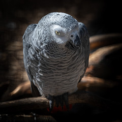 African Grey Parrot Psittacus erithacus