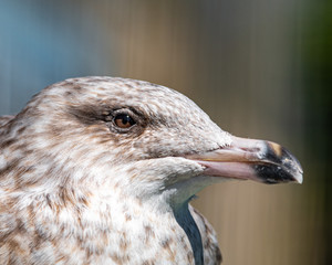 Close Up Very Young Herring Gull