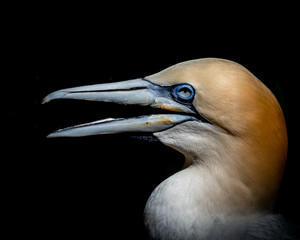 Close up of a Gannet with Beak Open