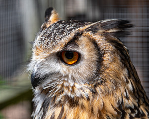 Close Up Head Portrait Eurasian Eagle Owl