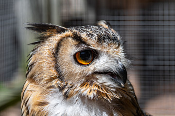 Close Up Head Portrait Eurasian Eagle Owl