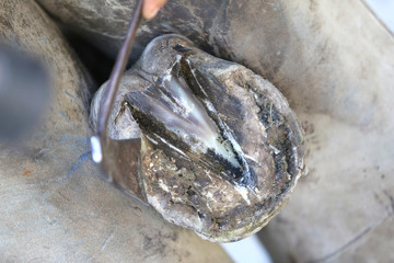 Closeup photo of hooves of a saddle horse on animal farm at rural animal farm