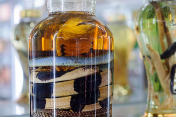 Glass bottle with tincture of serpents, the traditional alcoholic drink of Vietnam.
