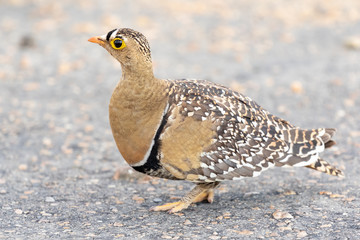 One male double-banded sandgrouse standing in the Kruger national Park in South Africa