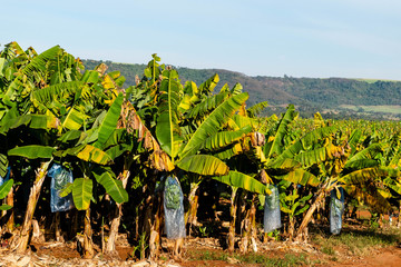 Banana tree plantation. Banana tree with a banana flower and growing young unripe bananas. Agriculture banana farm. © Julio Ricco