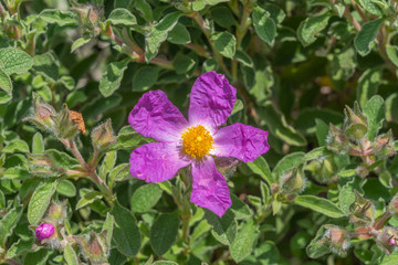 Obraz premium Paris, France - 05 12 2019: Park Buttes-Chaumont