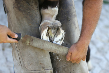 Closeup photo of hooves of a saddle horse on animal farm at rural animal farm
