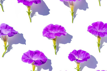 Floral background of lush bright purple petunia flowers, evenly spread out on a white background, in bright contrasting sunlight. Flat lay background in watercolor style.