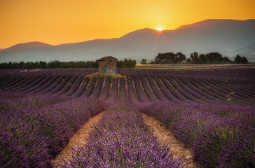 lavender field provence france at sunrise