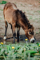 brown horse eating grass and drinking water