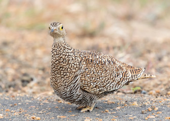 One female double-banded sandgrouse standing in Kruger National Park in South Africa