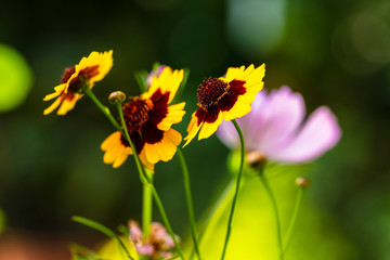 Wildflowers