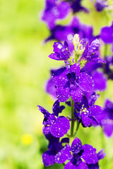 Close up of the violets flowers, soft focus