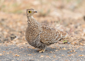 One female double-banded sandgrouse standing in Kruger National Park in South Africa