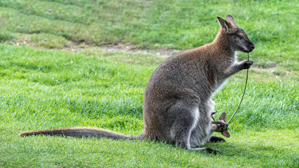 Female Wallaby with Joey in Her Pouch