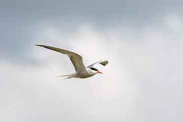 Common tern in Flight with Cloudy Sky