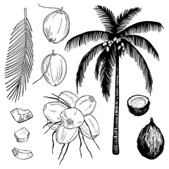 Hand drawn coconuts and palm leaf. Vector sketch  illustration.