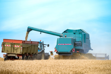 Fototapeta premium moissonneuse batteuse transvasant les grains de blé