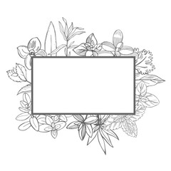 Vector  frame with hand drawn spicy herbs.  Sketch  illustration.