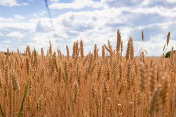 Gold wheat field and blue sky. Background of ripening ears of wheat field.