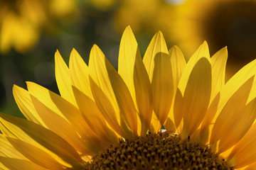 Blooming yellow sunflower close-up for the background, summer day