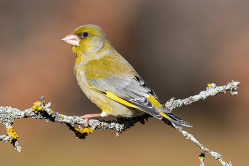 Bird - Greenfinch (Chloris chloris) is a small songbird of the family Fringillidae and order of the Passeriformes.