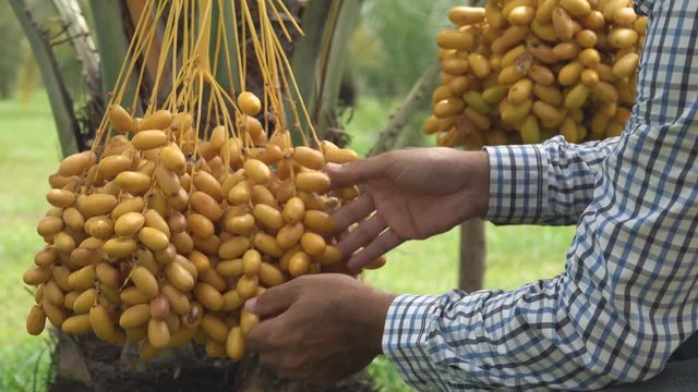 Date palm in Montenegro. Fruit on the palm tree, Close-up view of date palm