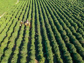 Aerial view of coffee mechanized harvesting in Brazil.