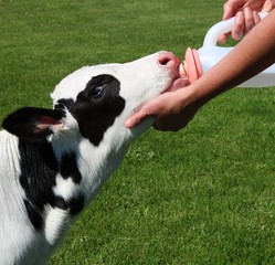 Thirsty newborn day old calf sucking water from bottle with some helping hands