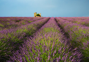 old stone  building ruin among the lavender fields of Provence