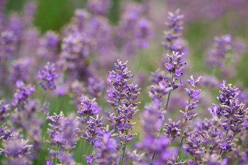 Selective focus on lavender flower. Plant background. Close up. 